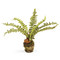 Boston Fern Drop-In - 13 Hub Lane   |  Drop-Ins