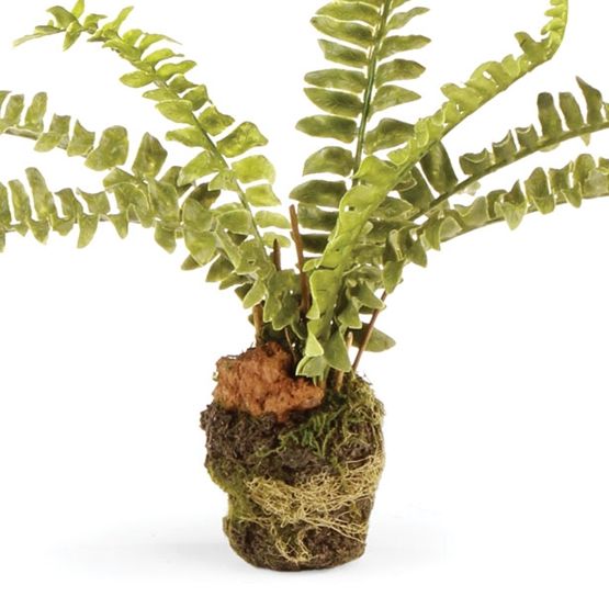 Boston Fern Drop-In - 13 Hub Lane   |  Drop-Ins