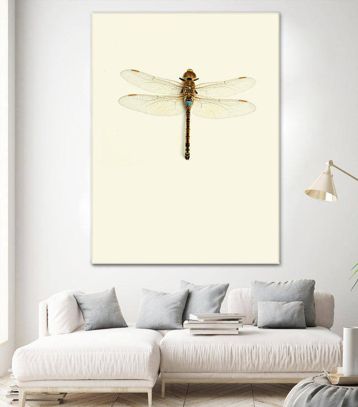 Dragonfly I by Incado on GIANT ART - multicolor animals; floral/still life