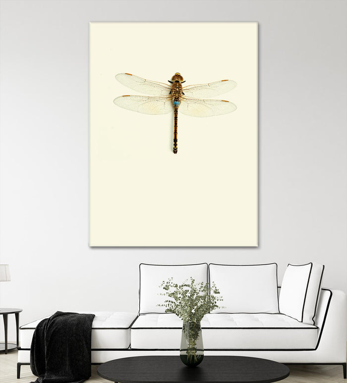 Dragonfly I by Incado on GIANT ART - multicolor animals; floral/still life