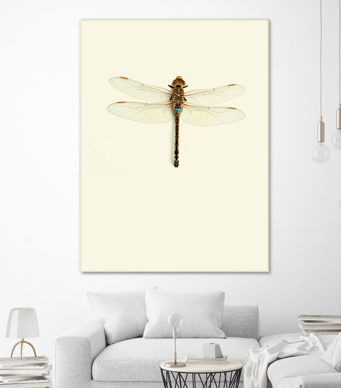 Dragonfly I by Incado on GIANT ART - multicolor animals; floral/still life