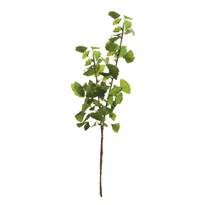 Ginko Branch, Bundle of 2 - 13 Hub Lane   |  Botanical Branches