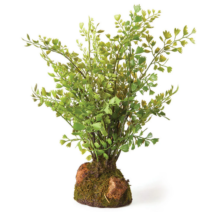 Maidenhair Drop-In - 13 Hub Lane   |  Drop-Ins