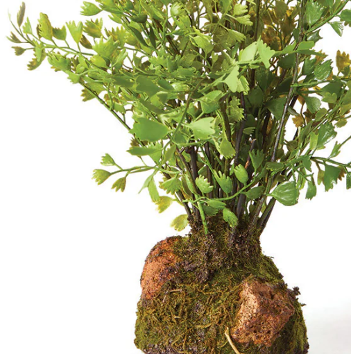 Maidenhair Drop-In - 13 Hub Lane   |  Drop-Ins