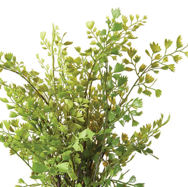 Maidenhair Drop-In - 13 Hub Lane   |  Drop-Ins