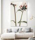 Peony 01 by Pictufy on GIANT ART - still life flower