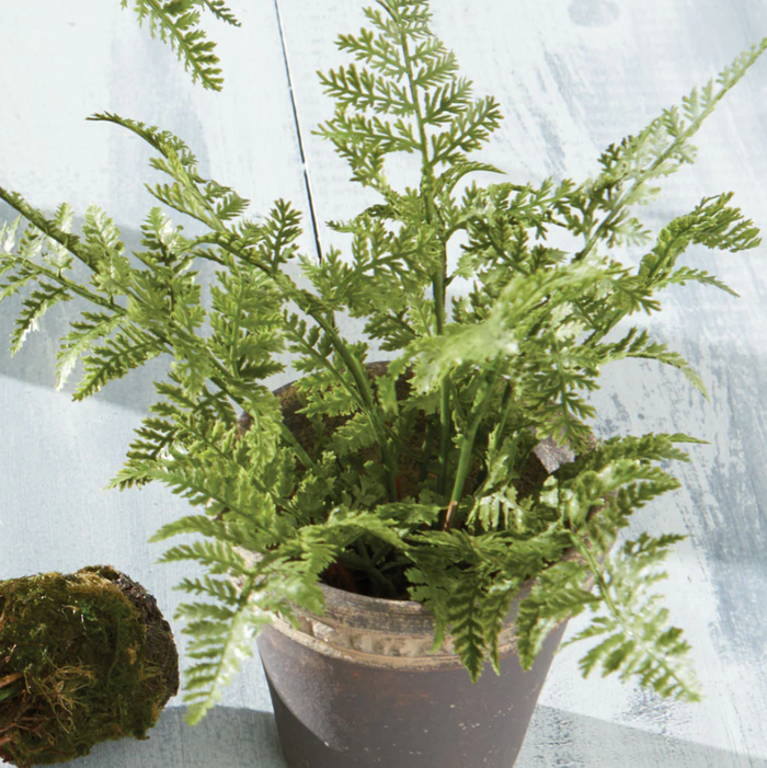Soft Fern Drop-In - 13 Hub Lane   |  Drop-Ins