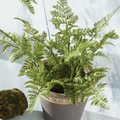 Soft Fern Drop-In - 13 Hub Lane   |  Drop-Ins