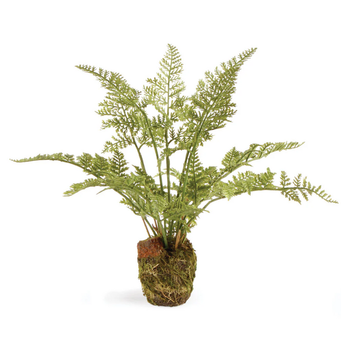 Soft Fern Drop-In - 13 Hub Lane   |  Drop-Ins