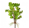 Water Eucalyptus Plant - 13 Hub Lane   |  Greenery