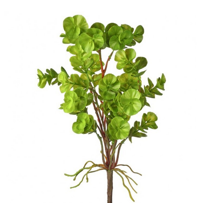 Water Eucalyptus Plant - 13 Hub Lane   |  Greenery